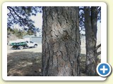 A Non-Pine Beetle Hit Tree