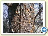 A Pine Beetle Hit Tree